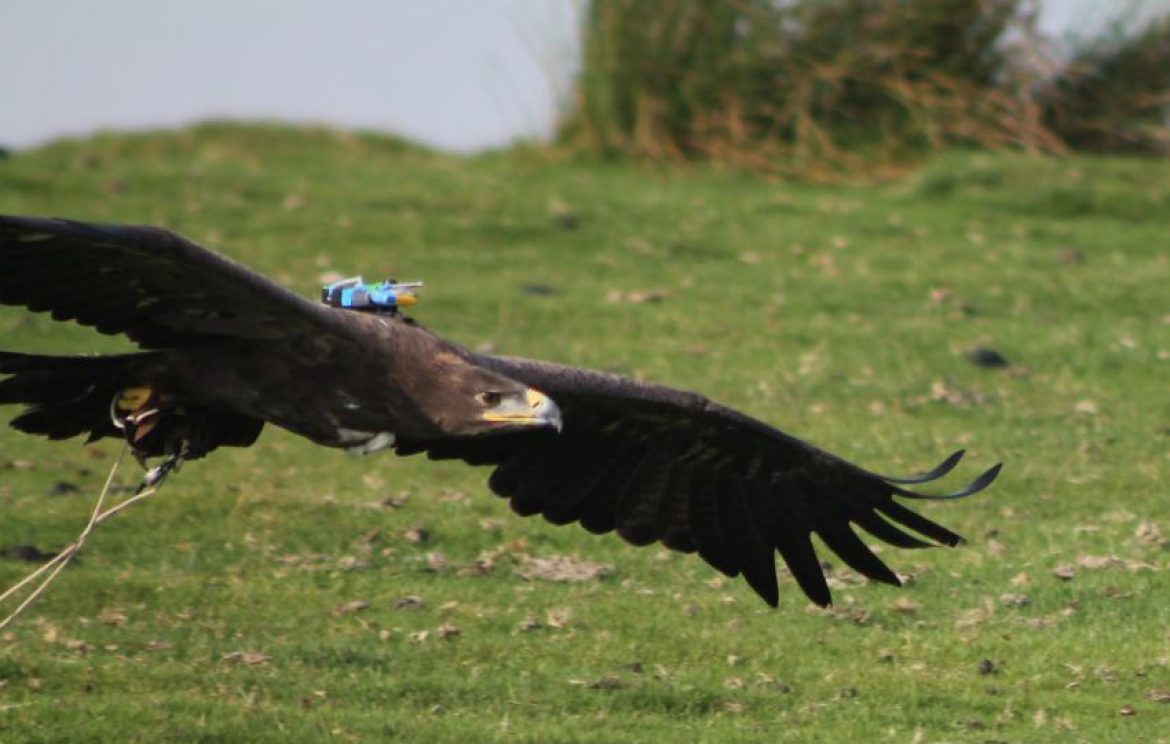 Les “ailes pliées”, la réaction des oiseaux planeurs face aux turbulences