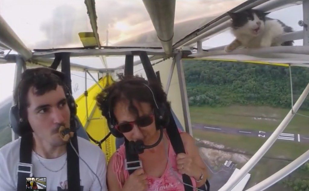Un pilote découvre un chat dans son ULM en plein vol