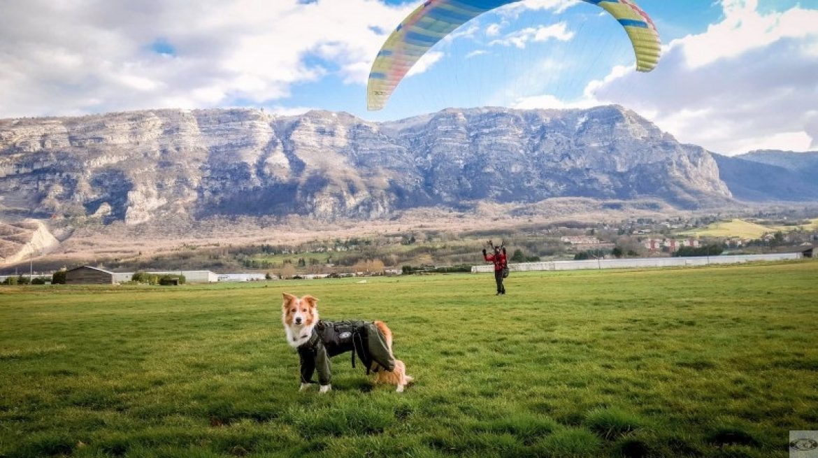 Emmenez votre compagnon fidèle grâce à ce harnais parapente pour chien