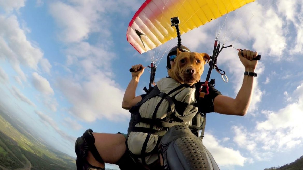 Le chien hawaïen qui aime voler en parapente