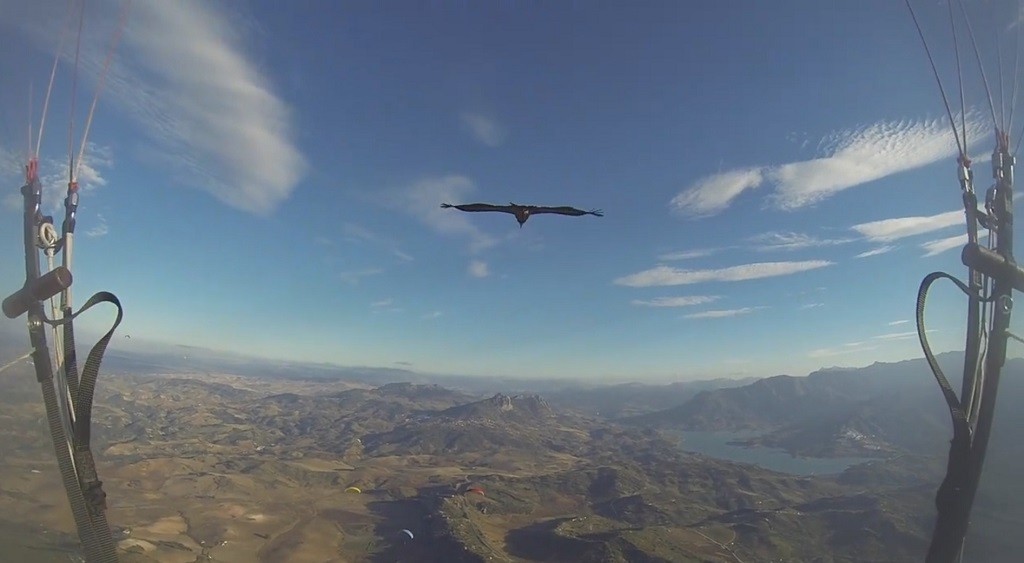 Long glide parapente avec un vautour curieux à Algodonales