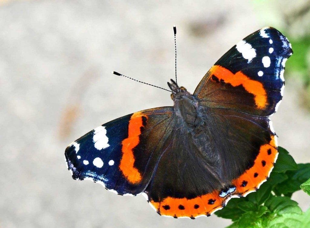 En savoir plus sur les papillons en 3 minutes