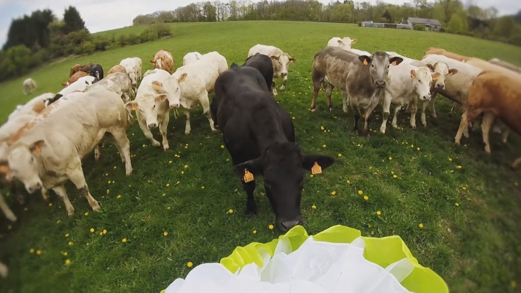 Histoires et vidéos de vaches en parapente avec des vaches !