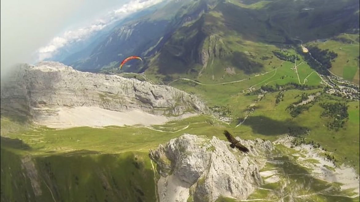 Vol parapente avec des vautours au Grand Bornand