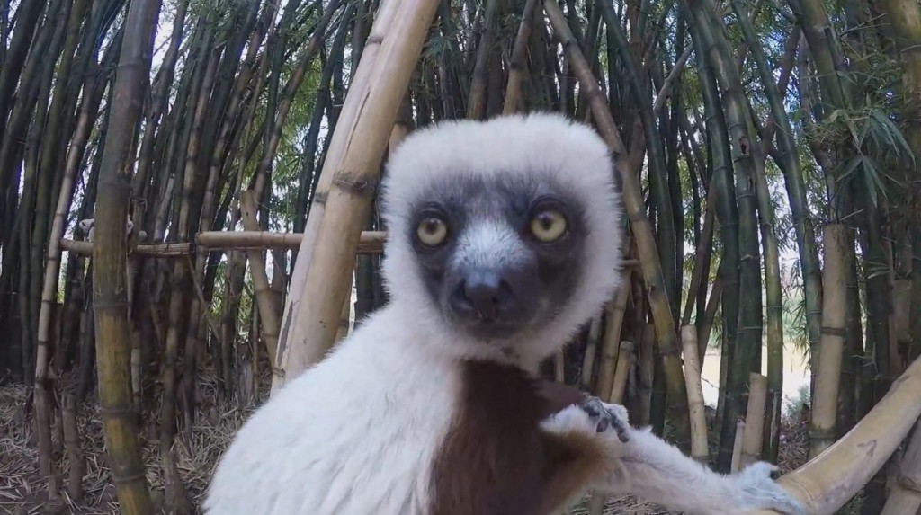 Voler en parapente à Madagascar : dépaysement et authenticité